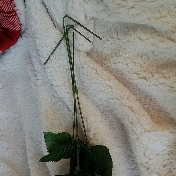 3 LONG STEM ROSES - Picture 2 of 5